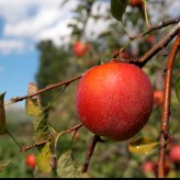 Manzana